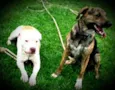 Branco e July