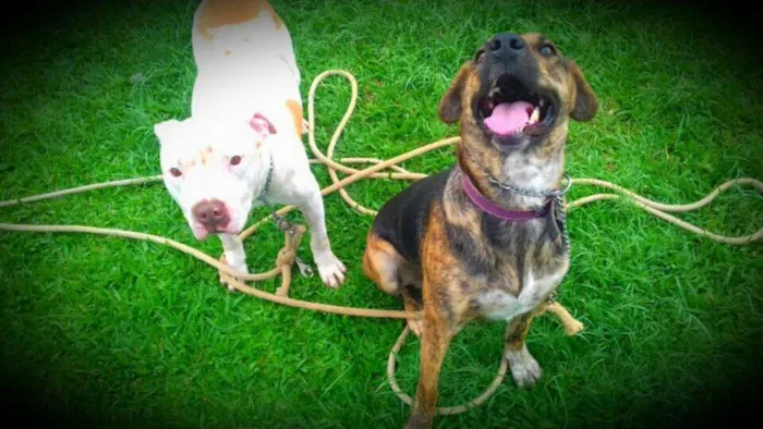 Cachorro ra a Pit-Bull idade 2 anos nome Branco e July
