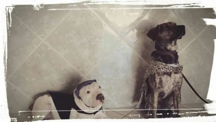 Cachorro ra a Pit-Bull idade 2 anos nome Branco e July