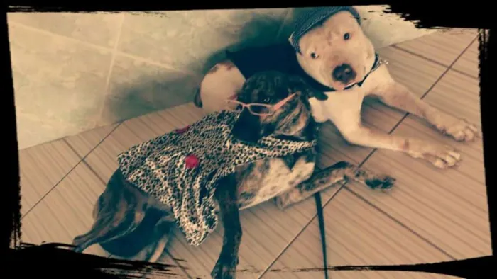 Cachorro ra a Pit-Bull idade 2 anos nome Branco e July