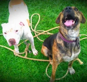Cachorro raça Pit-Bull idade 2 anos nome Branco e July