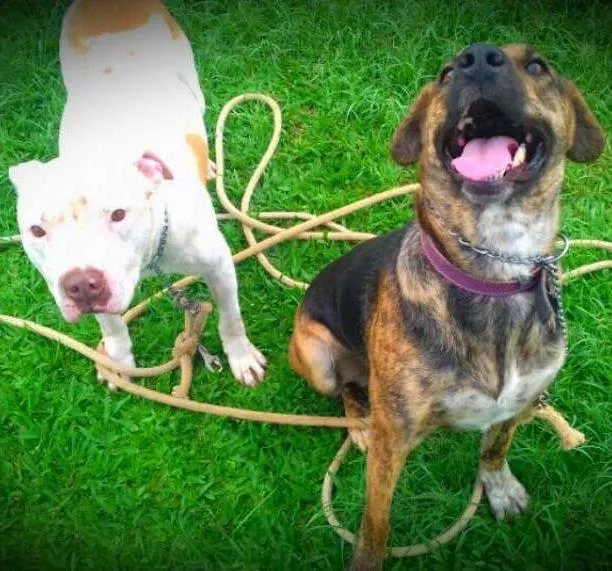 Cachorro ra a Pit-Bull idade 2 anos nome Branco e July