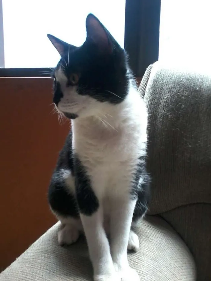 Gato ra a viralata idade 7 a 11 meses nome Dudu