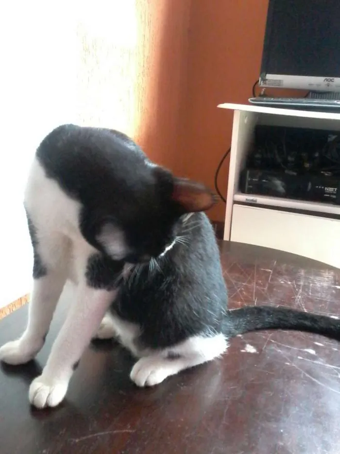 Gato ra a viralata idade 7 a 11 meses nome Dudu