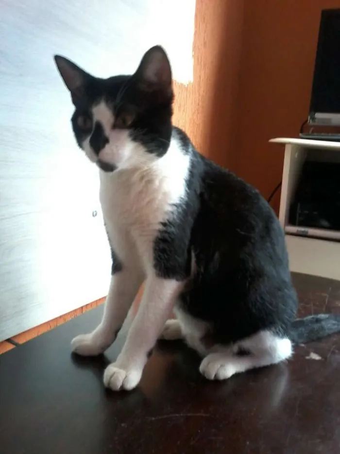 Gato ra a viralata idade 7 a 11 meses nome Dudu