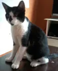 Dudu