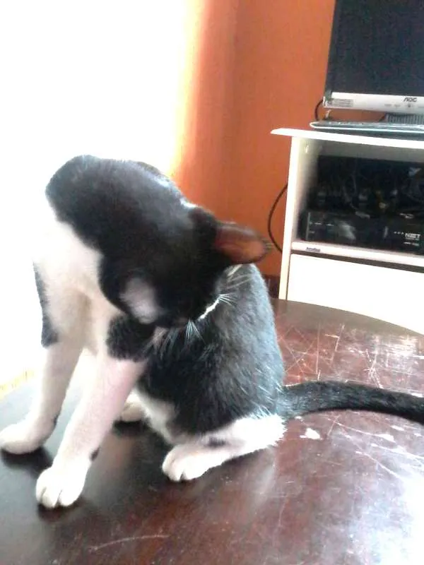 Gato ra a viralata idade 7 a 11 meses nome Dudu