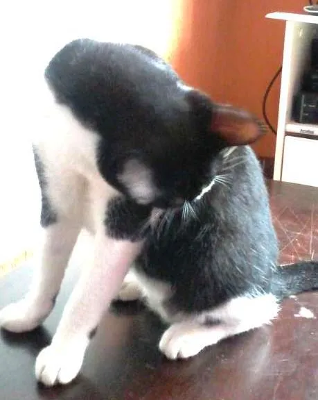 Gato ra a viralata idade 7 a 11 meses nome Dudu
