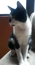 Dudu