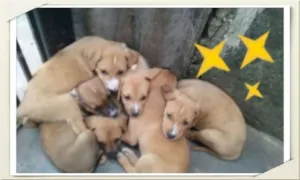 Cachorro raça sem raça definida idade 2 a 6 meses nome sem nomes