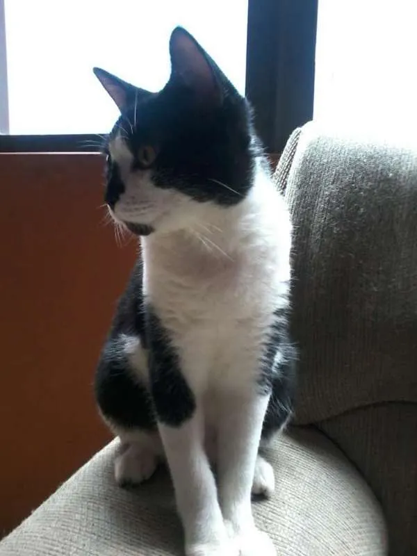 Gato ra a viralata idade 7 a 11 meses nome Dudu