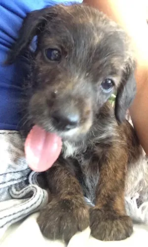 Cachorro raça Vira lata  idade 2 a 6 meses nome Toby 