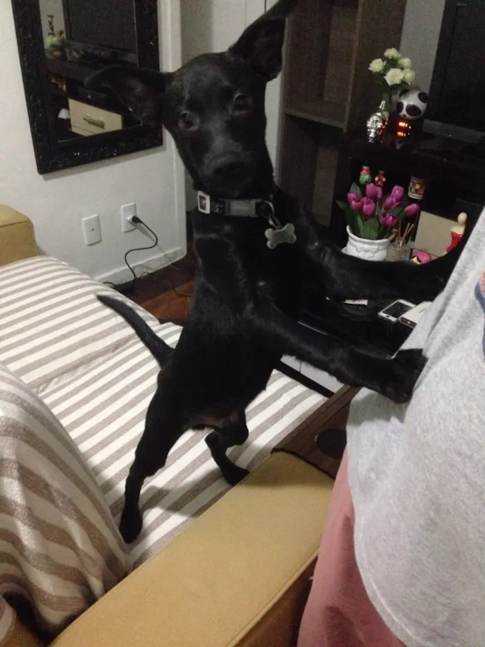 Cachorro raça mestiço  idade 7 a 11 meses nome Thor