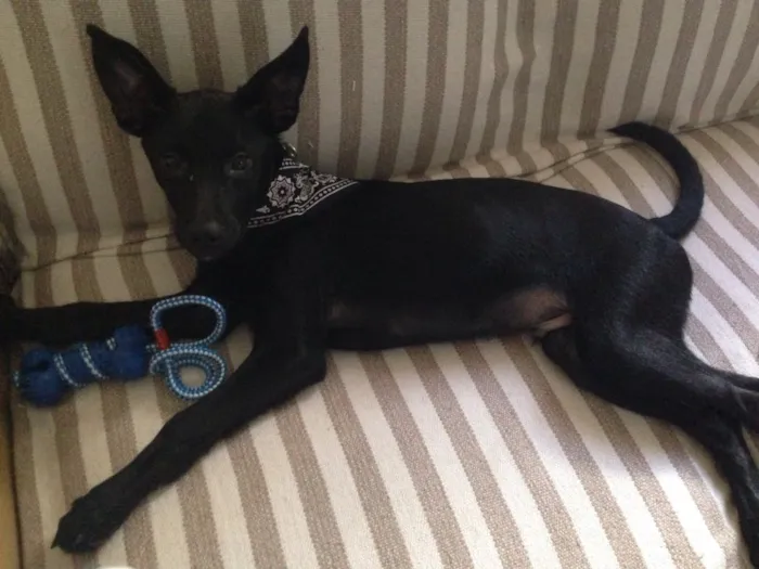 Cachorro raça mestiço  idade 7 a 11 meses nome Thor