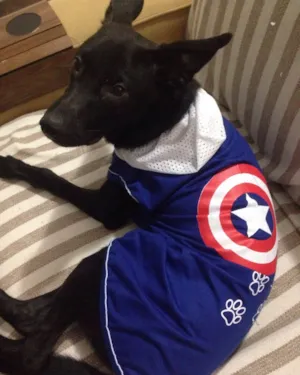 Cachorro raça mestiço  idade 7 a 11 meses nome Thor