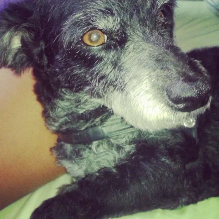 Cachorro ra a Poodle idade 5 anos nome Puff GRATIFICA