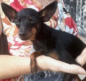 Cachorro raça Pinscher idade 3 anos nome QUERIDINHA