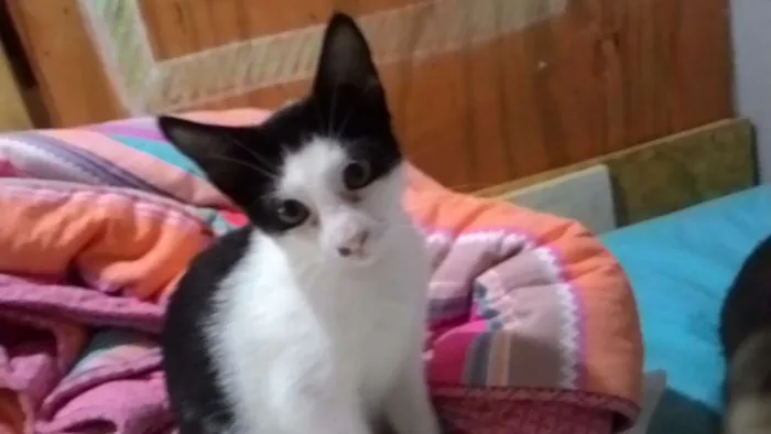 Gato ra a SRD idade 2 a 6 meses nome Lindinha