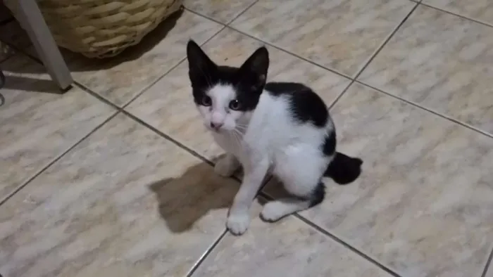 Gato ra a SRD idade 2 a 6 meses nome Lindinha