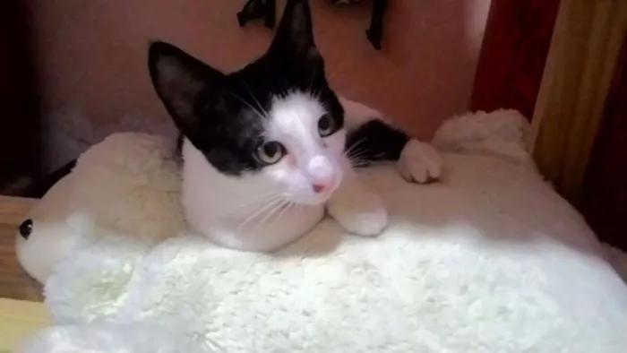 Gato ra a SRD idade 2 a 6 meses nome Lindinha