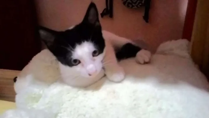 Gato ra a SRD idade 2 a 6 meses nome Lindinha