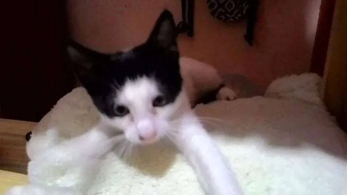Gato ra a SRD idade 2 a 6 meses nome Lindinha