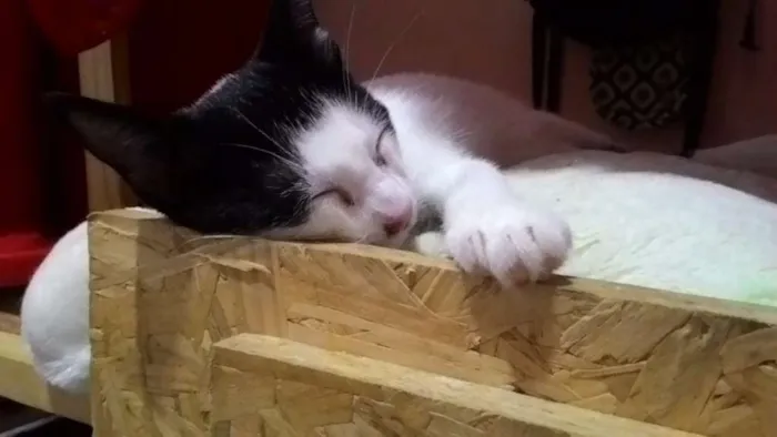 Gato ra a SRD idade 2 a 6 meses nome Lindinha