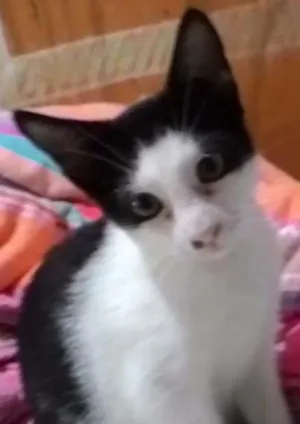 Gato raça SRD idade 2 a 6 meses nome Lindinha