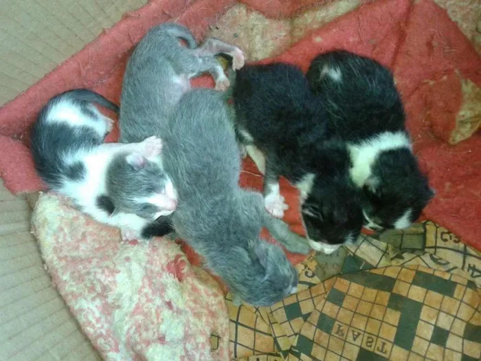 Gato ra a Srd idade Abaixo de 2 meses nome Sem nome