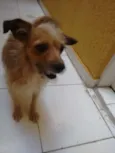 belinha