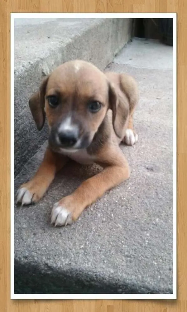 Cachorro ra a sem raça definida idade 2 a 6 meses nome sem nomes
