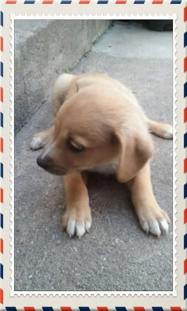 Cachorro ra a sem raça definida idade 2 a 6 meses nome sem nomes