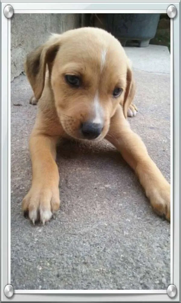 Cachorro ra a sem raça definida idade 2 a 6 meses nome sem nomes