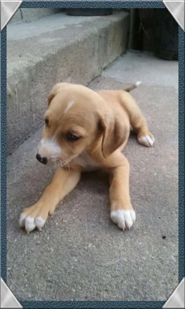 Cachorro ra a sem raça definida idade 2 a 6 meses nome sem nomes