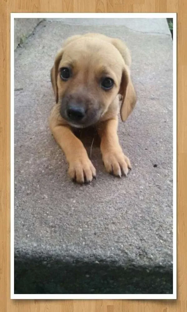 Cachorro ra a sem raça definida idade 2 a 6 meses nome sem nomes