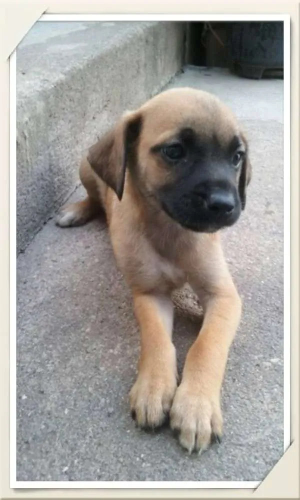 Cachorro ra a sem raça definida idade 2 a 6 meses nome sem nomes