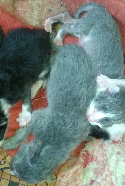 Gato ra a Srd idade Abaixo de 2 meses nome Sem nome