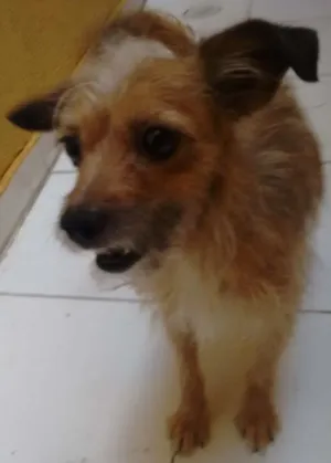 Cachorro raça Pinscher idade 2 anos nome belinha