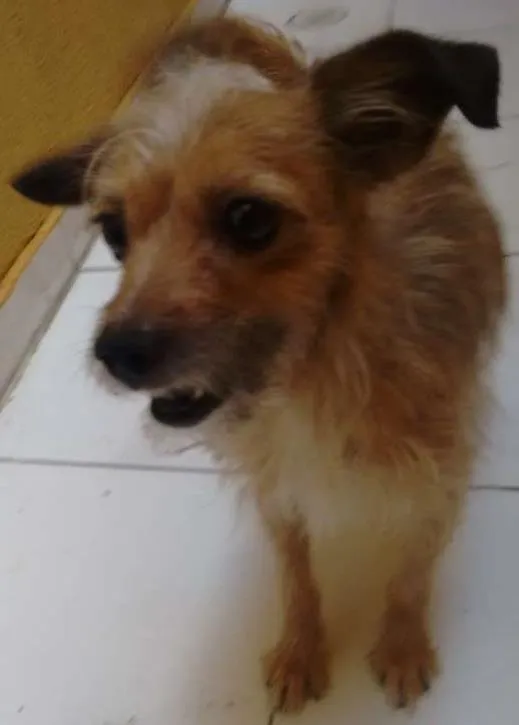 Cachorro ra a Pinscher idade 2 anos nome belinha