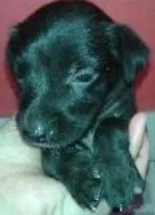 Cachorro raça nao sei idade Abaixo de 2 meses nome Nao tem