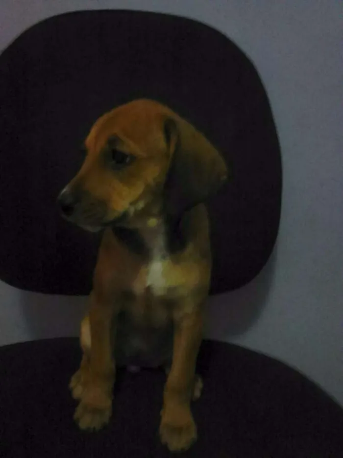 Cachorro ra a Nao definida idade 2 a 6 meses nome Espartana