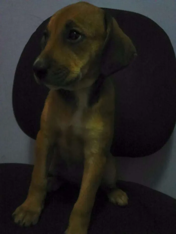 Cachorro ra a Nao definida idade 2 a 6 meses nome Espartana