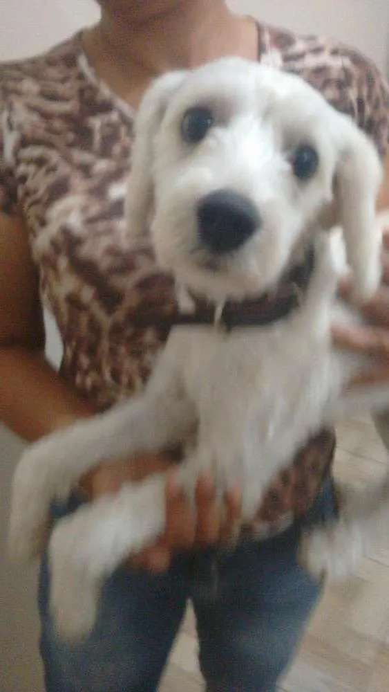 Cachorro raça poodle/lhasa idade 2 a 6 meses nome Cristal