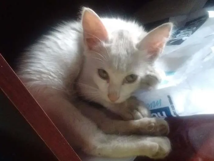 Gato ra a  idade Abaixo de 2 meses nome Cindy