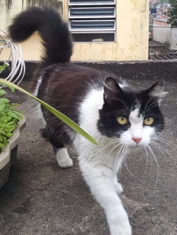 Gato ra a Mestiça idade 2 anos nome Branca