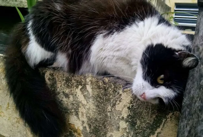 Gato ra a Mestiça idade 2 anos nome Branca