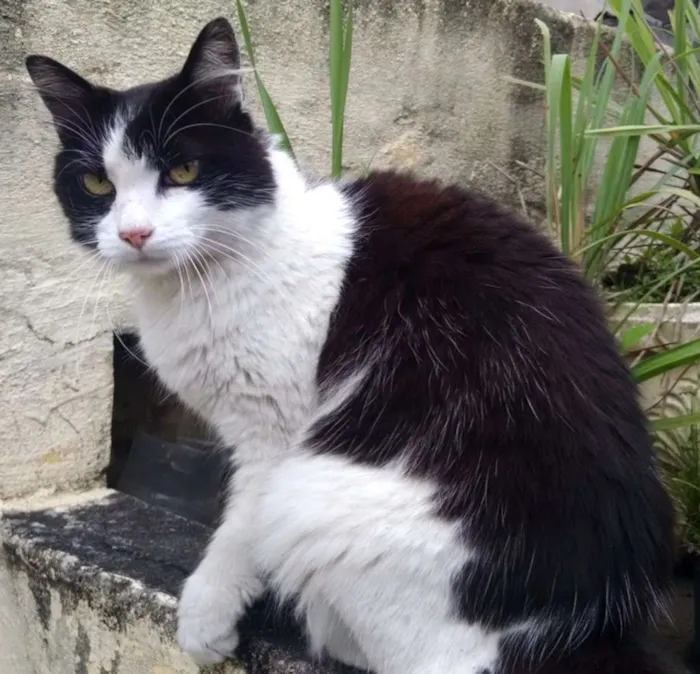 Gato ra a Mestiça idade 2 anos nome Branca