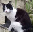 Branca
