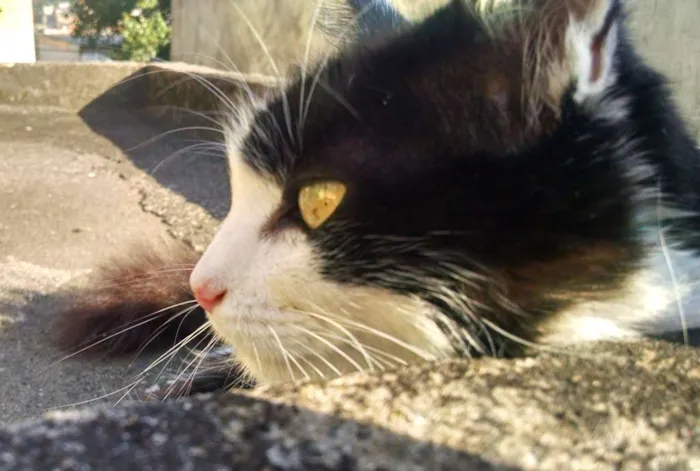 Gato ra a Mestiça idade 2 anos nome Branca