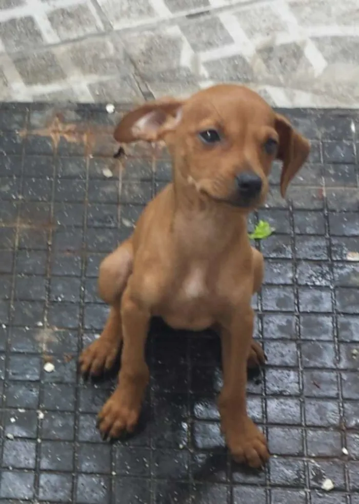 Cachorro ra a sem raça idade 2 a 6 meses nome sem nome